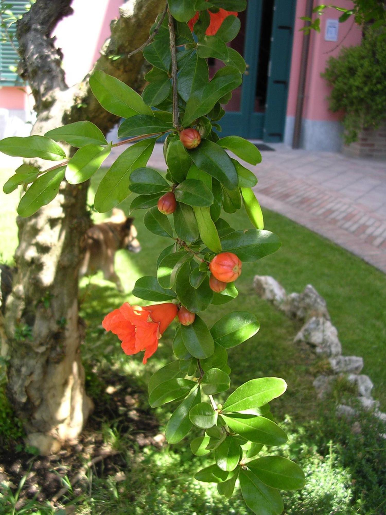 La Locanda Del Melograno Moncalvo Buitenkant foto